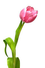 tulipe rose sur fond blanc