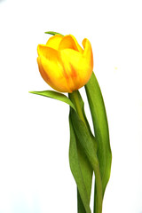 tulipe jaune sur fond blanc
