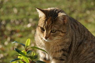 Fototapeta premium Kitten