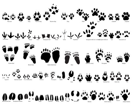 animals traces