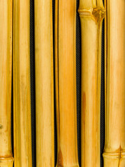 Tree a bamboo trunks