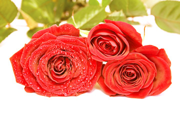 three red roses on white background