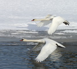 Swans in flight