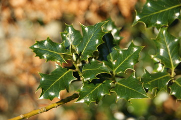 Holly tree