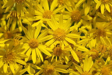 yellow camomile backgound