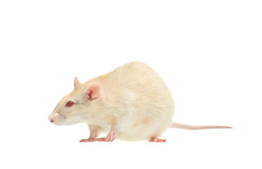 albino rat