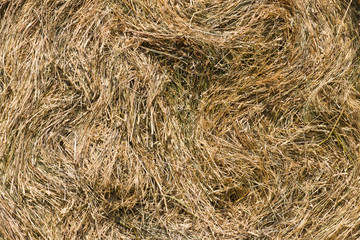 dry grass backgound