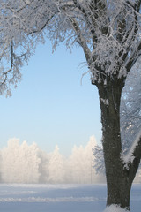 winter scene with big tree in front