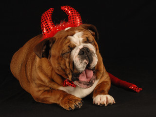 english bulldog dressed up as a devil