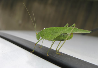 Green cricket