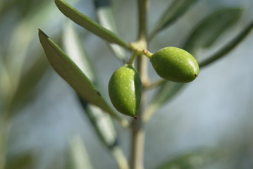 olives