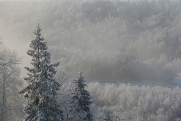 hills with trees in winter
