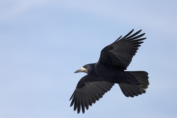 Flying crow