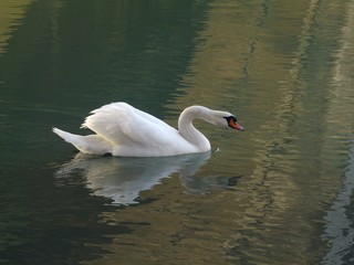 Naklejka premium cygne gracieux
