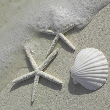 Sea Shell