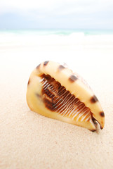 Shell