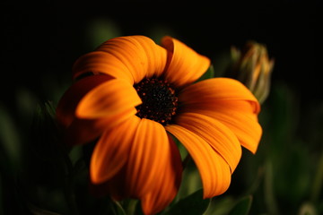 Fototapeta premium このままでいいのか？