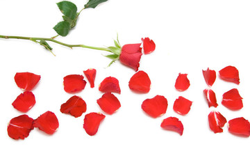 love word made of rose petals isolated on white