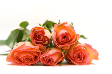 Roses isolated on white. space for text