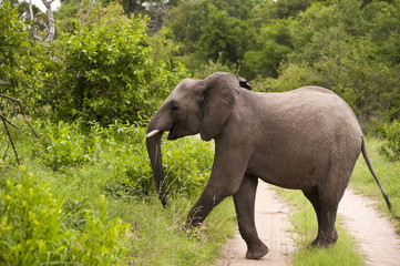 Fototapeta premium Elephant in Kruger Park