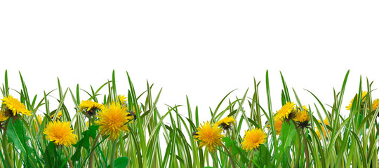 dandelions and grass - spring meadow