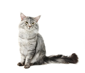 maine coon cat