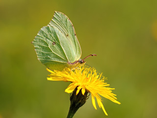 Naklejka premium butterfly rhamni