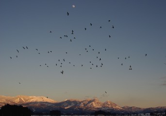 夕暮れのカモたち