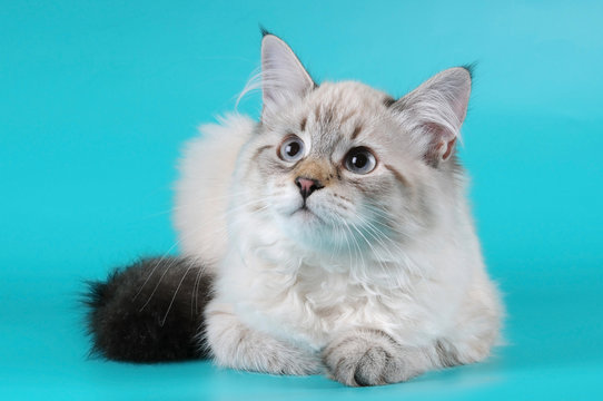 Siberian kitten iying and looking