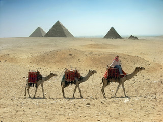 camels caravan in desert near pyramid in the Egypt,Cairo,Giza