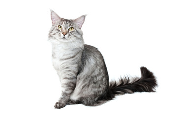 maine coon cat