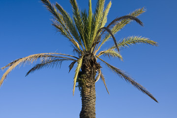 palm tree on a blue sky