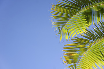 Naklejka premium blue sky palm