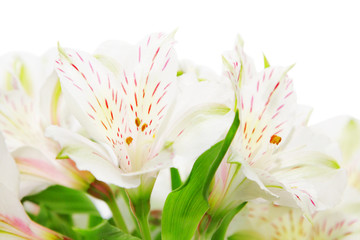Fototapeta premium Alstroemeria flowers