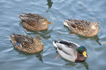 Mr Canard et mesdames Canne