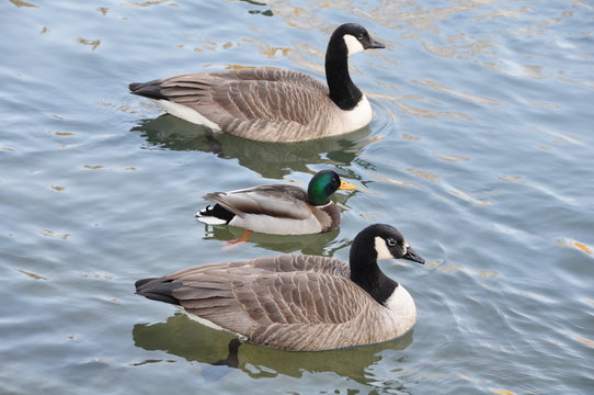 oie bernarche et canard