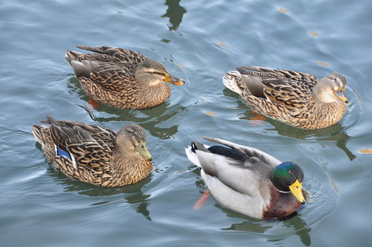 Mr Canard et mesdames Canne