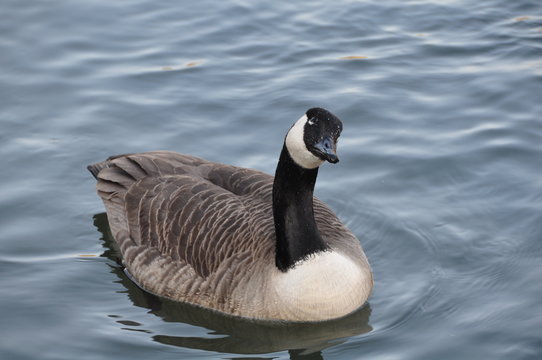 oie bernarche curieuse