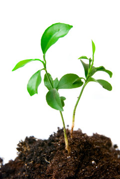 Young plant with dirt