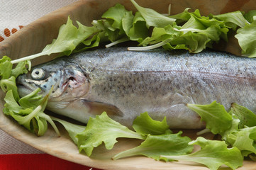 Trota - Salmo truta