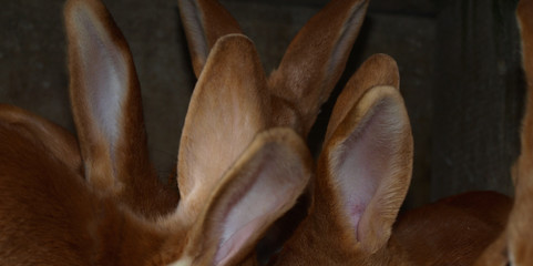 oreilles