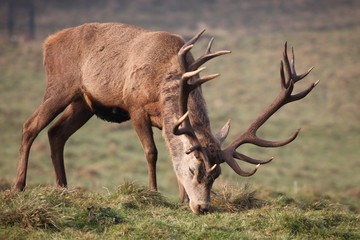 Mature red deer stag grazing