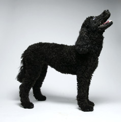 Puppy Standard Poodle