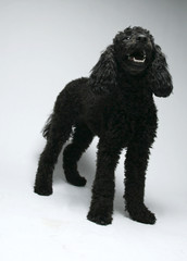 Puppy Standard Poodle