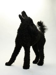 Puppy Standard Poodle