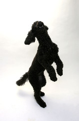 Puppy Standard Poodle