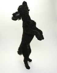 Puppy Standard Poodle