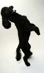 Puppy Standard Poodle