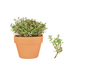 Silver Thyme Herb