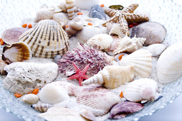 Muscheln